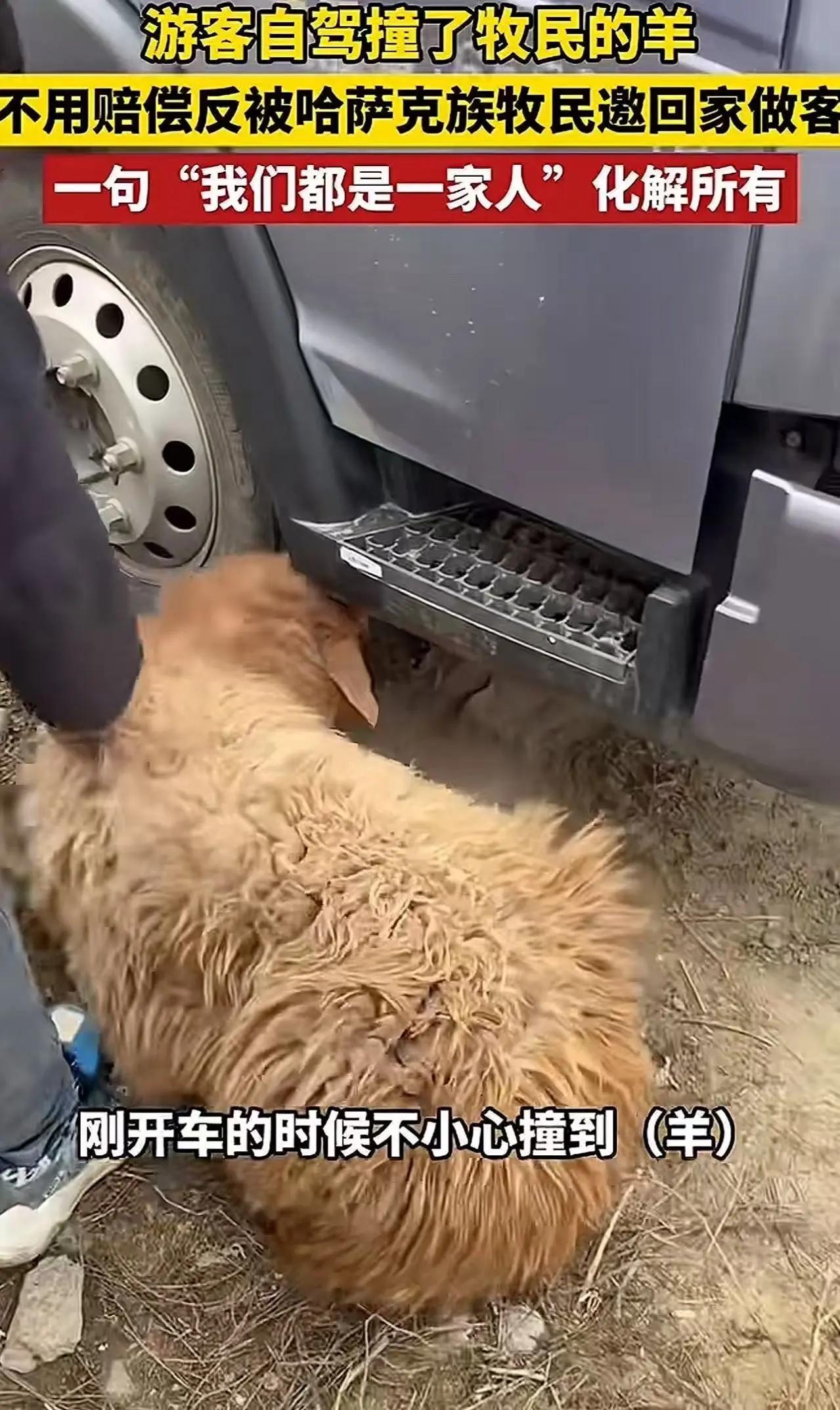 阿勒泰牧民的羊肉宴：撞碎的是羊腿，撞开的是人心谁没在意外里慌过神？新疆阿勒