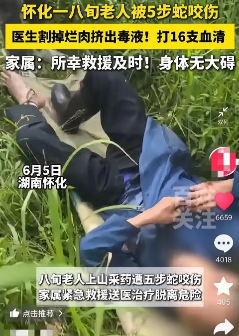三亚蛇只是个开始！湖南山区八旬采药老人又被五步蛇咬得脚掌发黑，老人家属找遍整座山