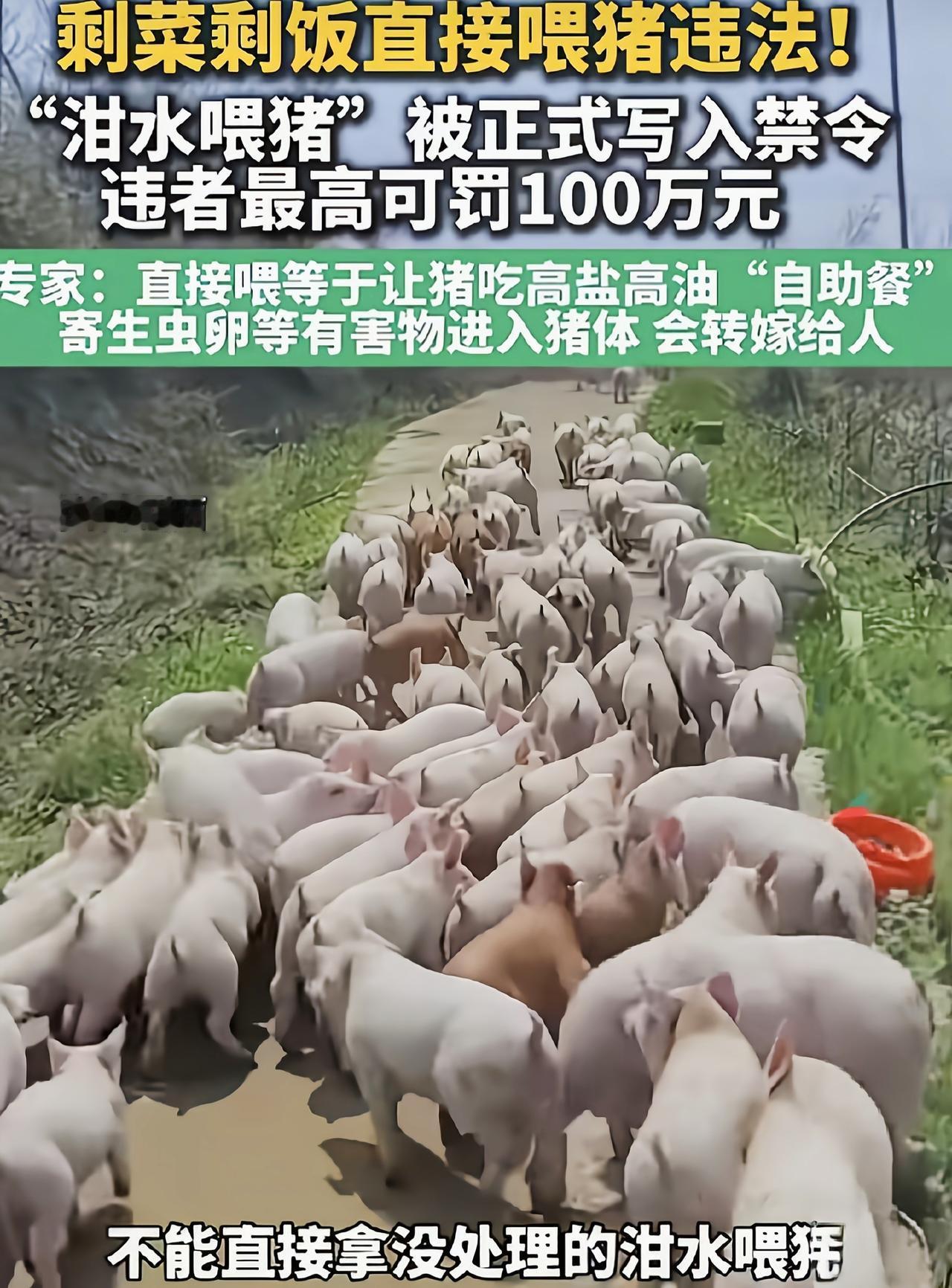 老祖先留下的泔水喂猪，被一纸禁令叫停？猪都害怕，人又该怎么办老辈人留传的
