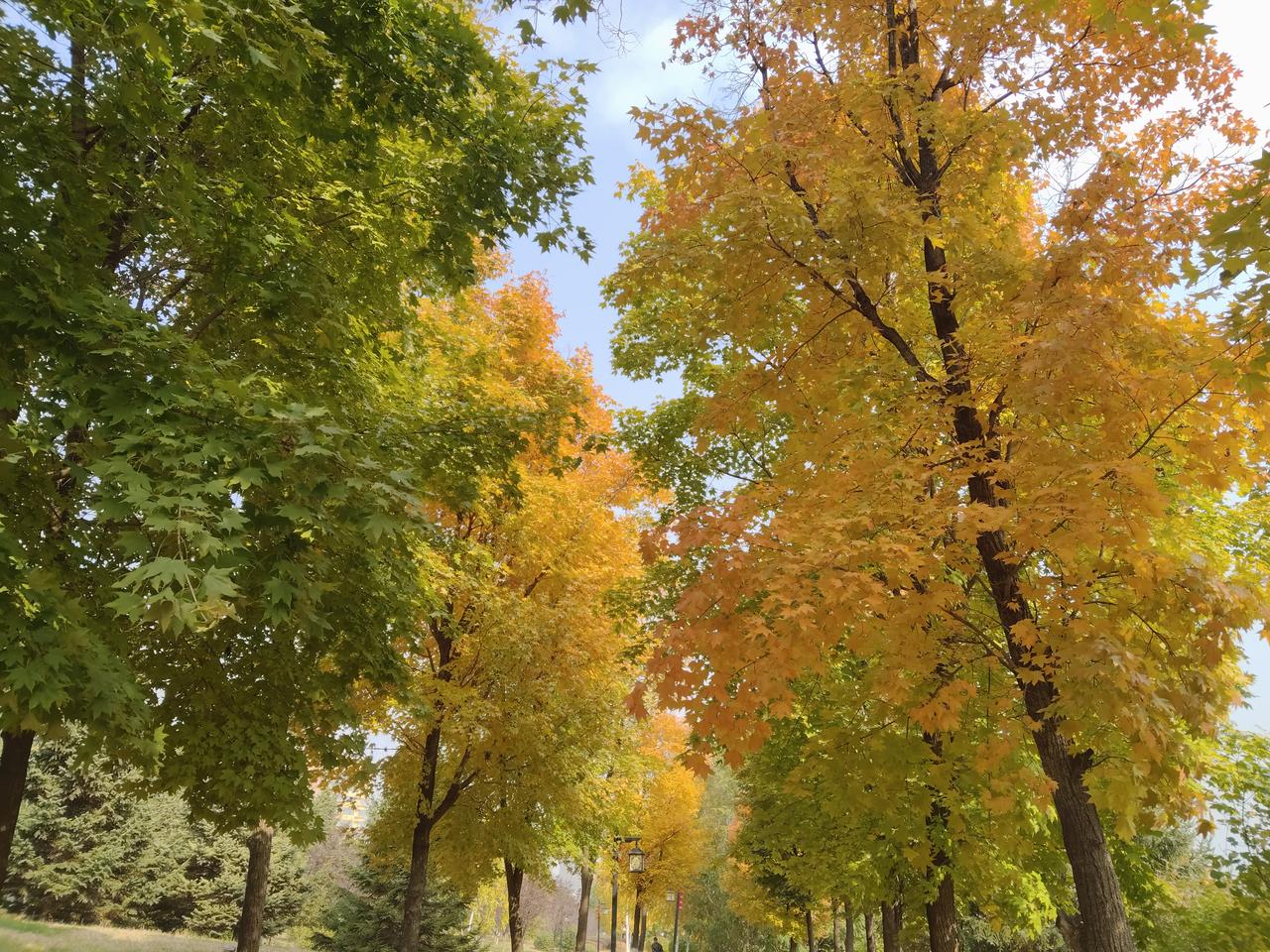 婆婆最近身体不太好，不爱吃饭，可是我猜想她一定能爱吃我亲手烙的韭菜盒子！为了