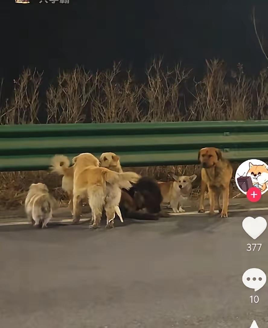 长春，长双公路出现的七只狗狗后续：经过志愿者的搜寻，确认狗狗已安全到家。​​​