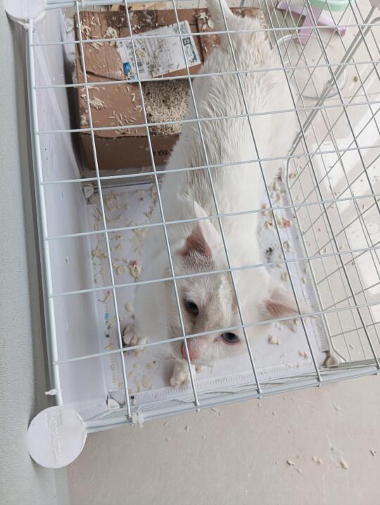 这小猫一点都没有治愈我