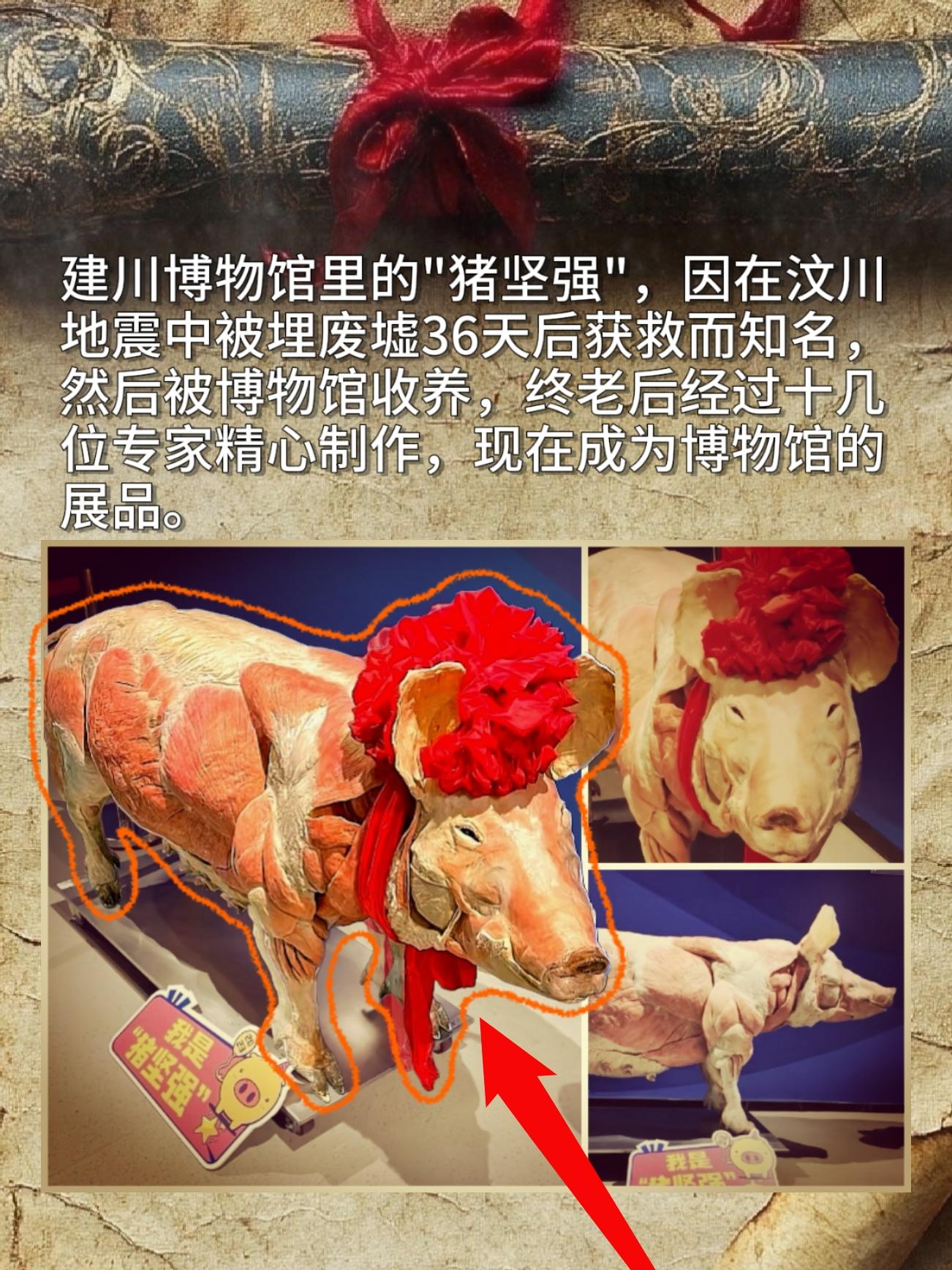博物馆是家养猪。建川博物馆里的