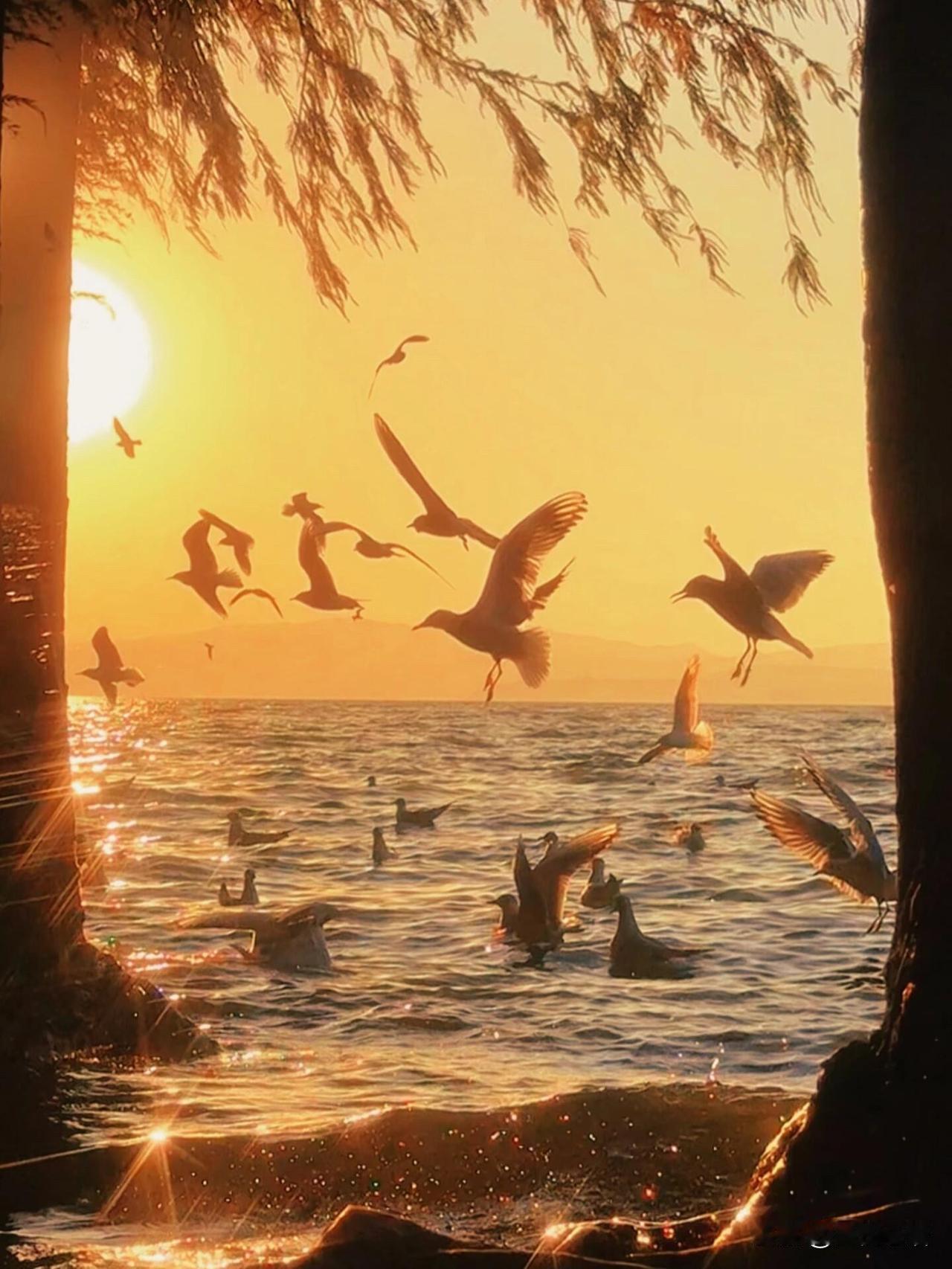 救命！昆明的海鸥日落直接治愈我了🌅冬天的昆明也太浪漫了吧！滇池被落日染成