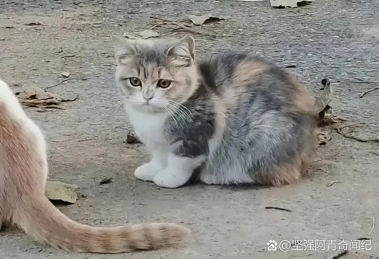 哎呀！这难道是流浪猫猫的公主吗？