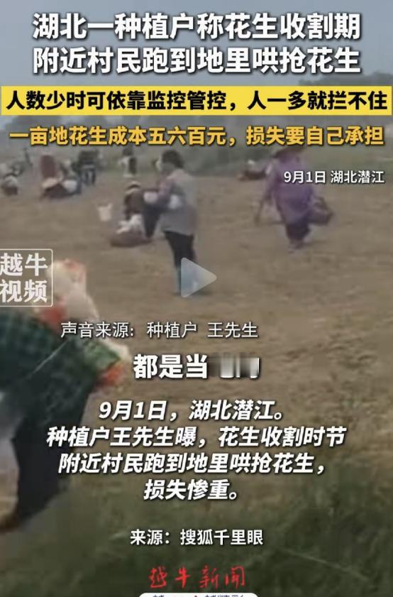 一年辛劳，半天抢光！湖北潜江，一千多亩花生地正值收获季节，成熟的花生还