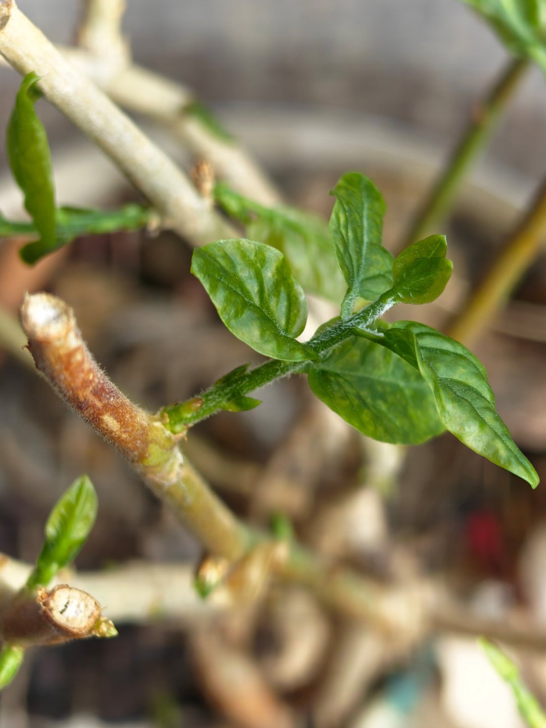没想到这盆茉莉花居然活过来了。长出新芽了。起床搬砖每天早起打卡