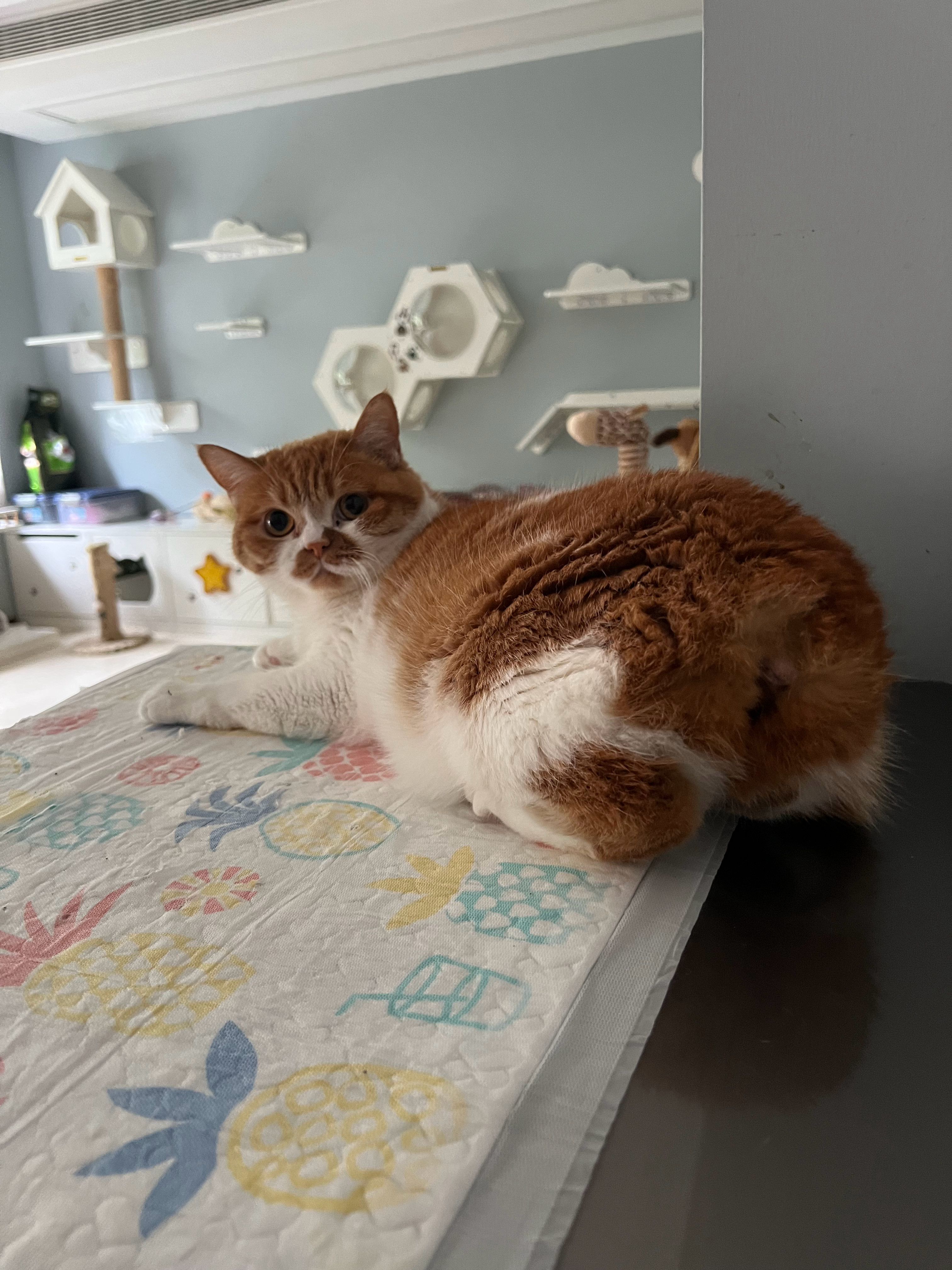 这是谁家小猫啊这么惬意慵懒的也太可爱了吧萌宠c位计划