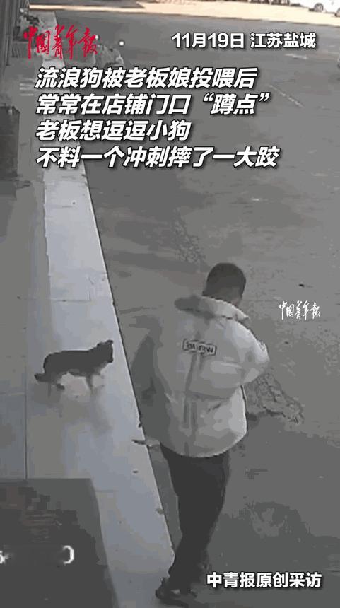 “丢人丢大了！”11月19日，江苏盐城，老板娘经常在店门口喂流浪狗，结果狗狗一直