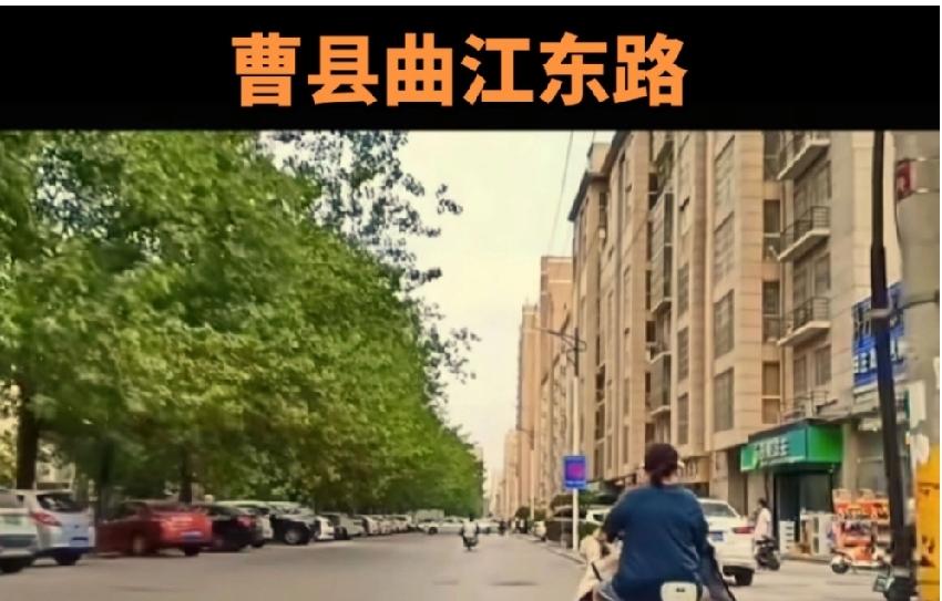 曹县曲江东路杨树清理了解决了飘絮问题