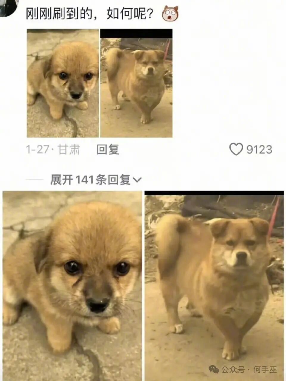 原来小狗也会长残​​​