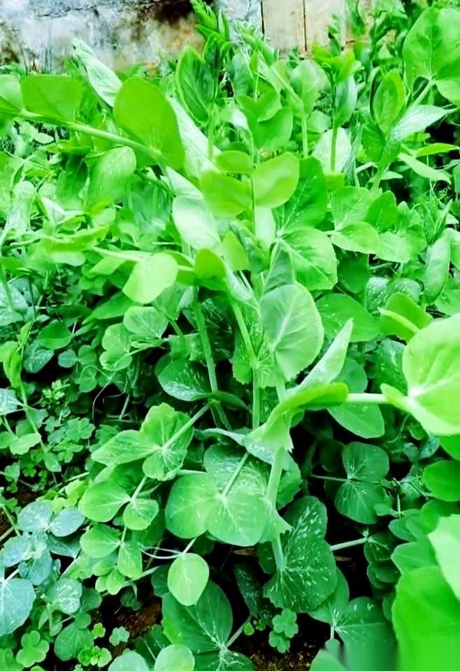 我一个同事，婆婆从乡下拎来一大篮子亲手种的菜，她宁愿啃白饭，那菜是一筷子都不动。