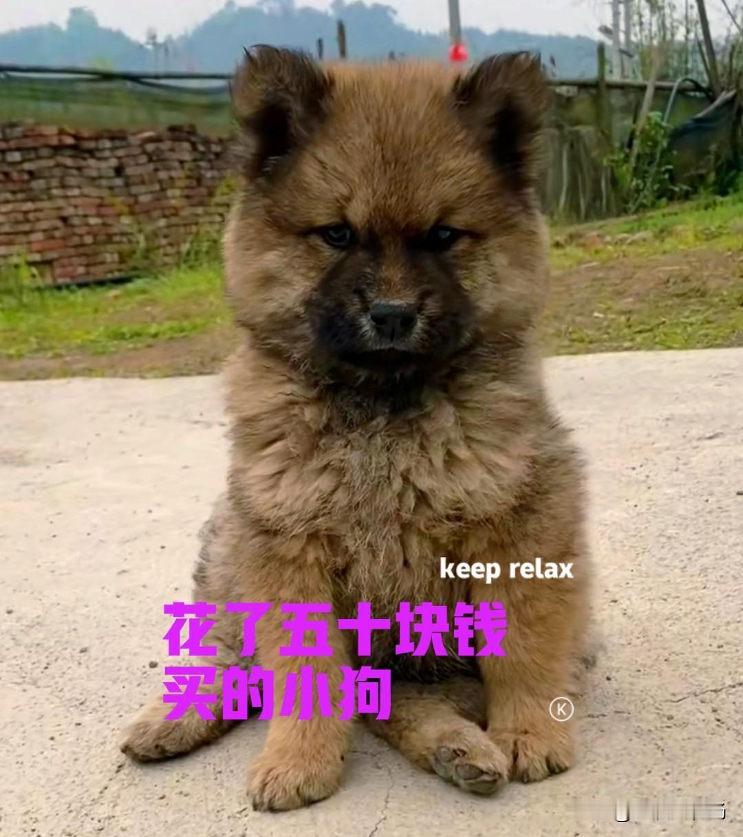 今天镇上赶集，准备去买一点菜秧秧回来载。路过一旁的鸡市，看到一位大爷在卖小狗，周