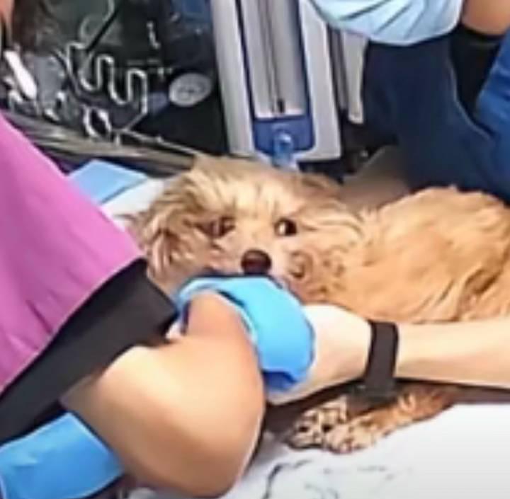 “它最后看我的那一眼，到底在想什么？”这是无数主人在安乐死手术台前，最心碎也最