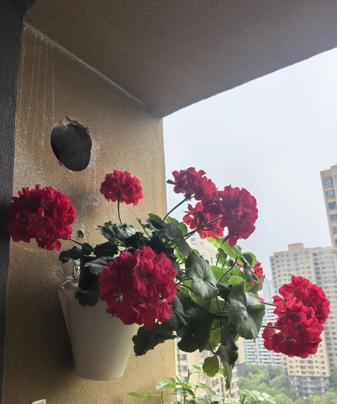 阳台养花最优秀的花出现了，不是月季，不是绣球，而是这个大家都不怎么看得上的天