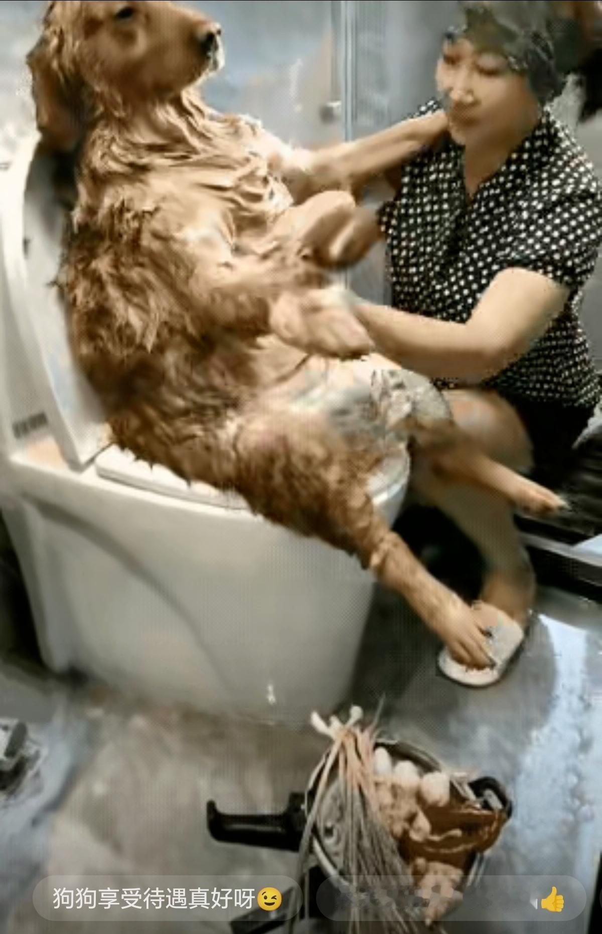 我敢说：拿宠物待遇比父母关怀，本身就是种误解！大黄狗坐马桶上被细心搓澡的样