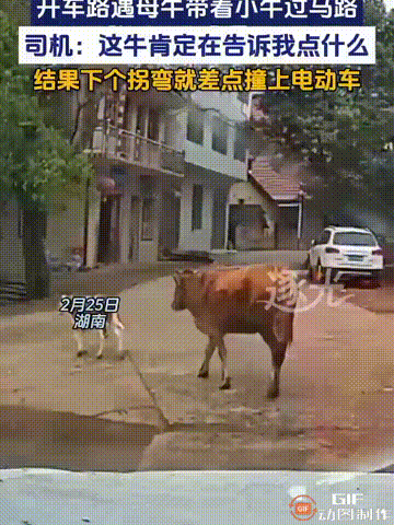 这就是灵性啊！湖南一名男子开车回家时，遇到一头母牛带着小牛慢悠悠地过马路，男子见