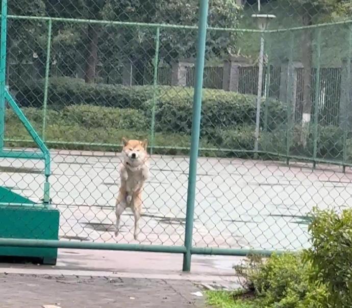 为什么柴犬都那么可爱！！