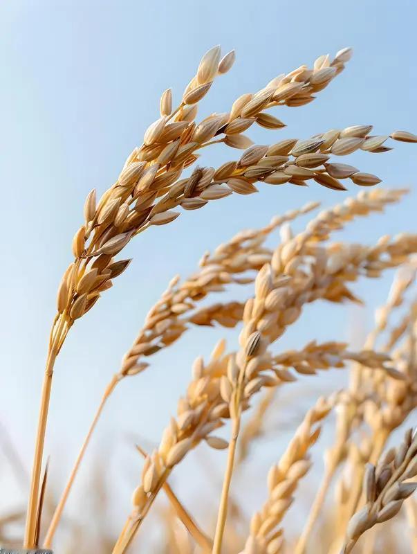 证监会出手中能粮科违规擅自前往纳斯达克发行上市，在美上市当日便遭停牌。4月2