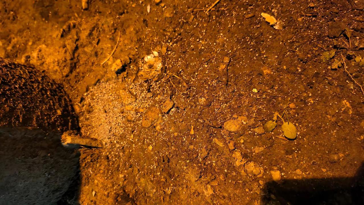 折柳街上的人注意了啊，有人在花坛里路灯下面，电线杆旁边都撒这种药粉。不知道是干嘛