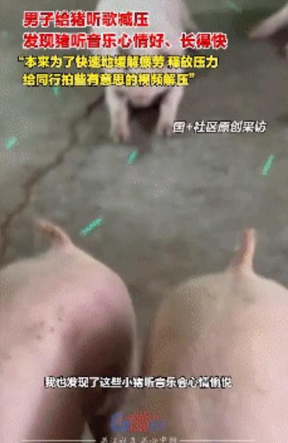 解释不清了！近日广西桂林，男子因为养猪实在无聊，就在猪舍中安装了一套音乐设备，让