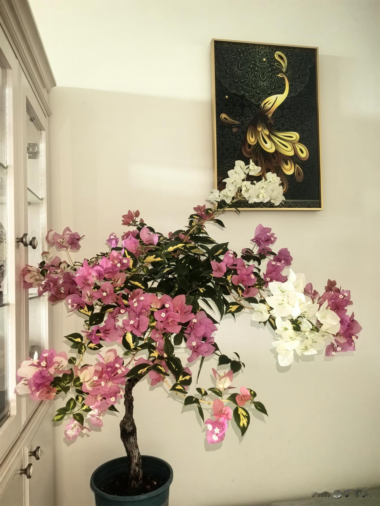 刚刚，提着三棵三角梅，把闺蜜送走。早茶后，闺蜜说到我家坐一坐。聊了一会，