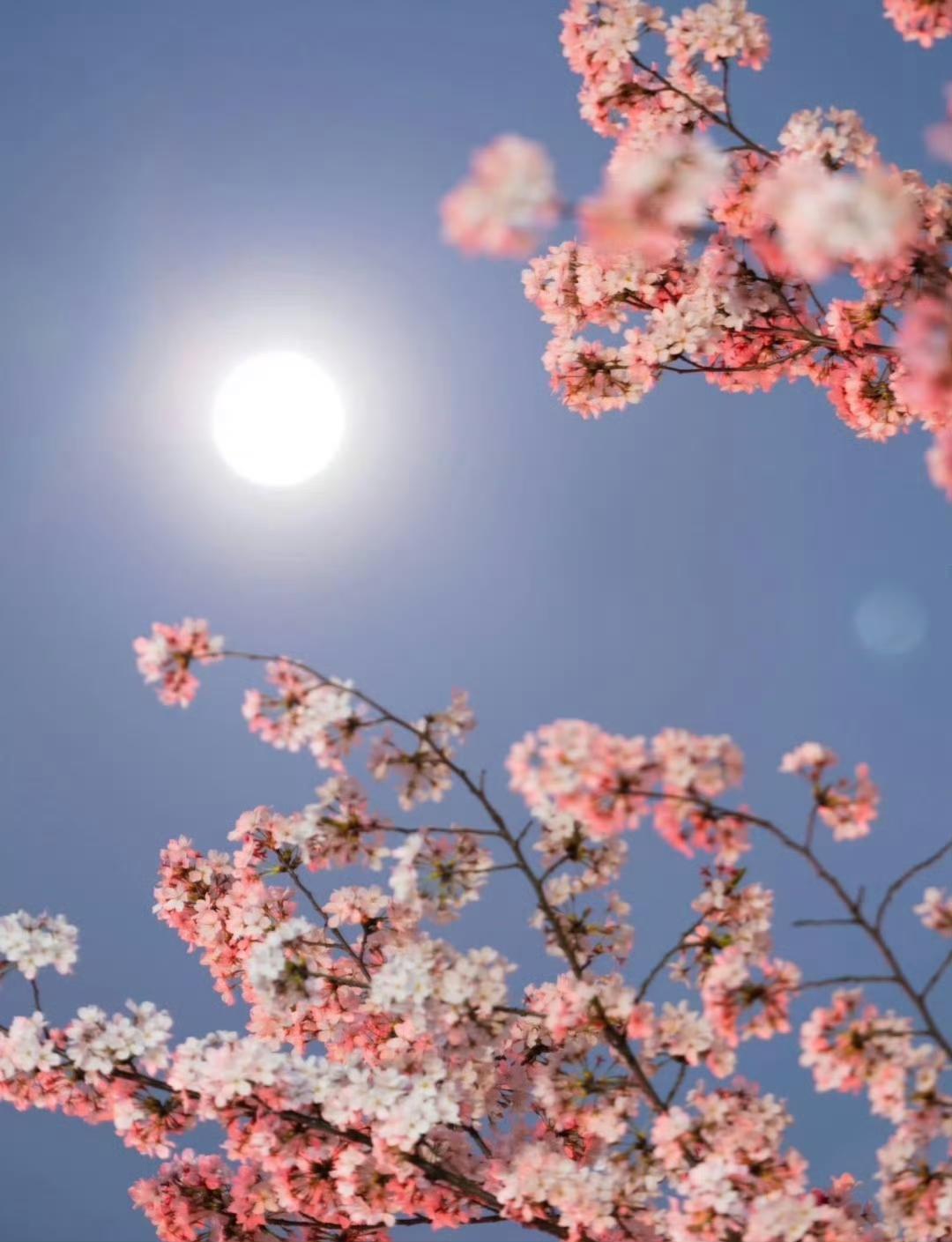 月亮🌕高挂，樱花🌸盛开，春风拂面，浪漫满天​​​摄影美图