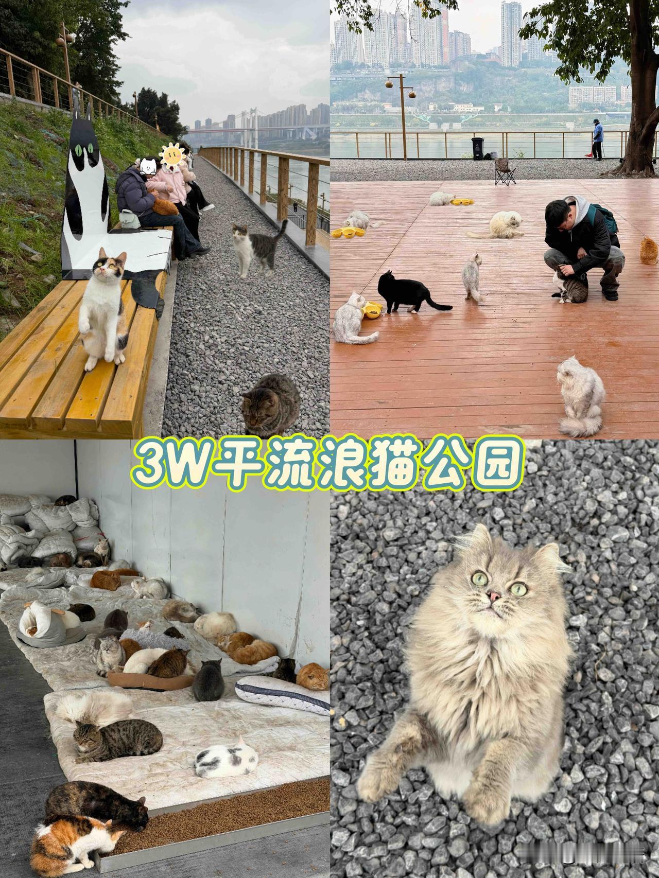 重庆3万平流浪猫公园太赞了重庆真的把温柔刻进骨子里了！3万平的流浪猫公园，