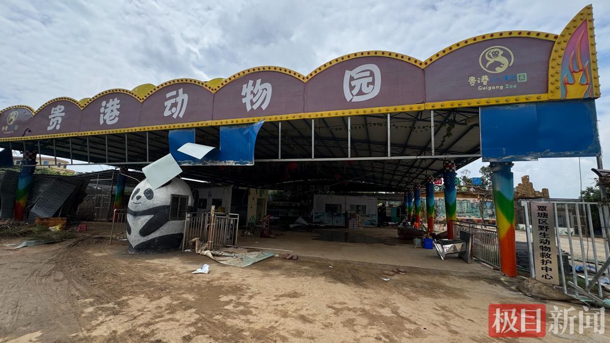 两难抉择引热议！2026年7月10日，广西贵港动物园受台风强降雨侵袭，园内上百