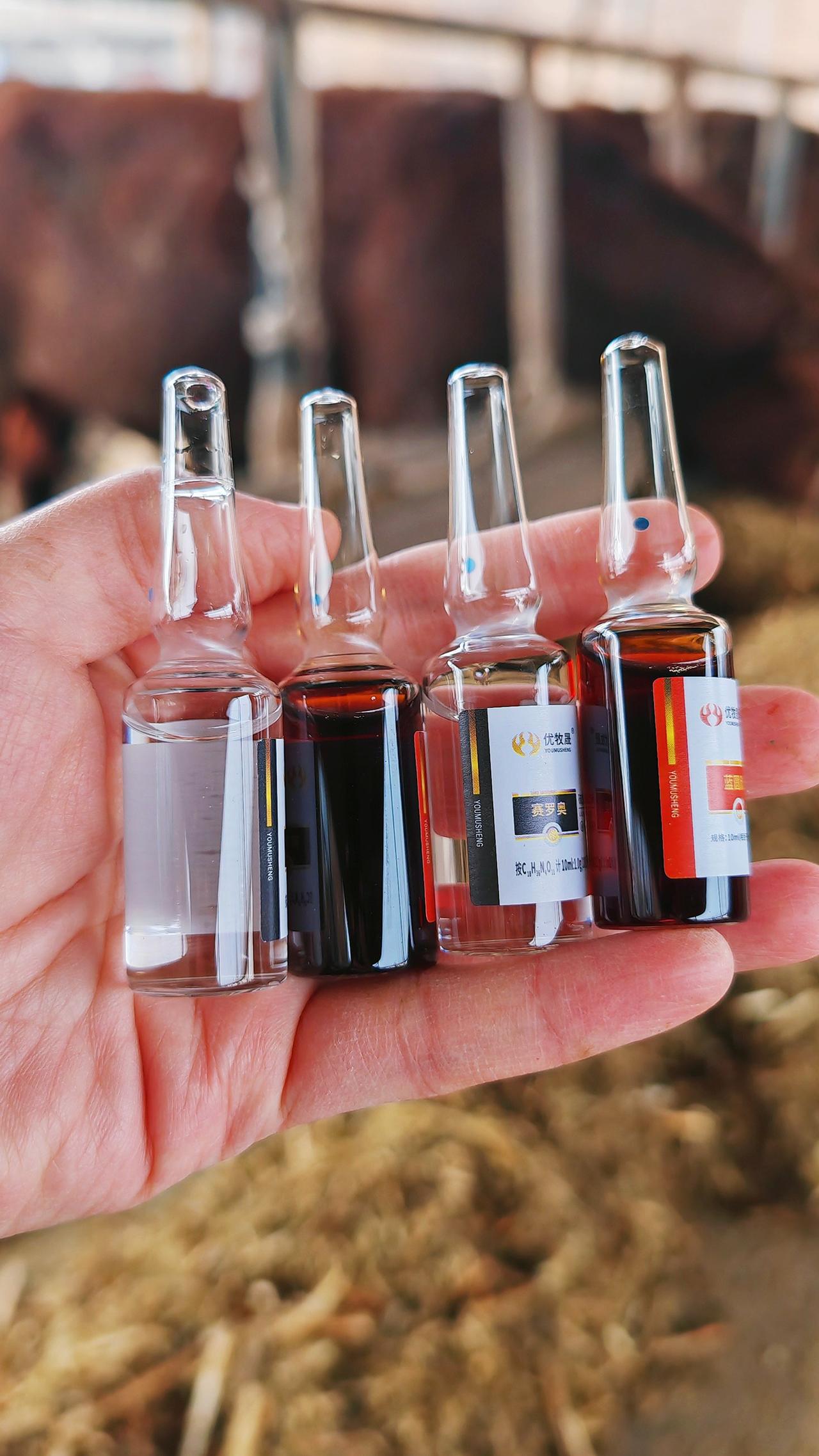 养羊人牛羊养殖农村养羊