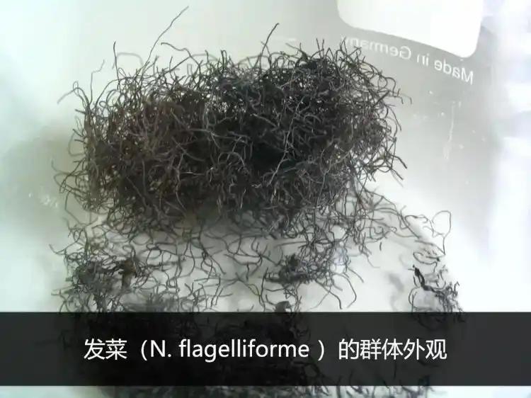 大哥想想都后怕，上街买菜买到一级保护植物差点给吃掉，反手报警把商家给送进去了。