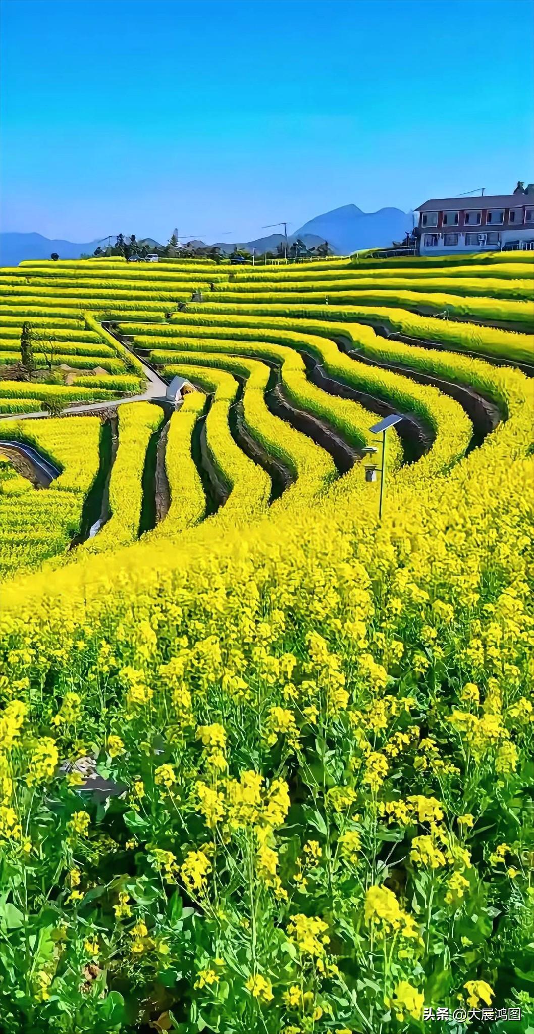 给大家分享油菜花盛开的绝美景色！初升的油菜花田园春灿油菜花油菜花田野写真油