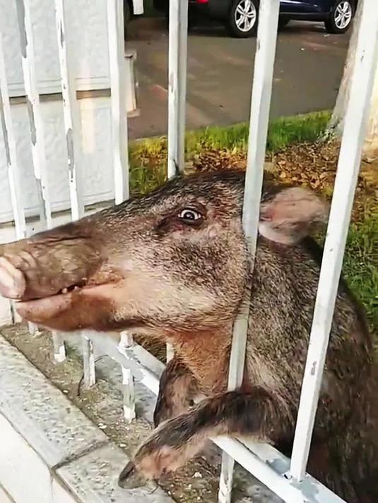 野猪赶早班车[笑着哭]？11月21日上午7时40分左右，江苏省南京市博物馆门口，