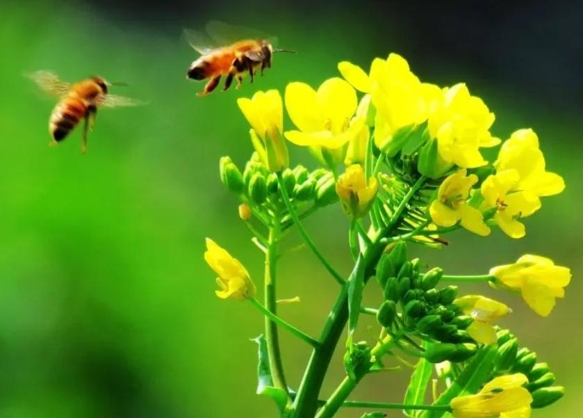 成都蓉城送申花首败不是梦！首先蓉城今年的攻击线那支球队遇到了不畏惧三分？申花虽然
