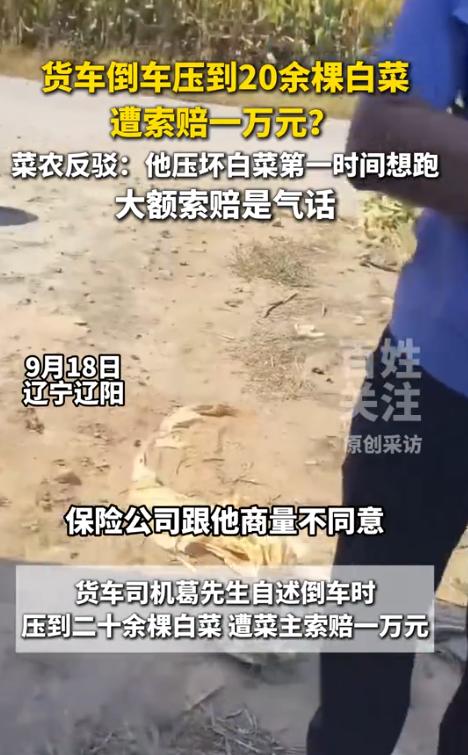 “想钱想疯了？”9月12日，辽宁辽阳，一男子在倒货车时，不小心压到了20多棵白菜