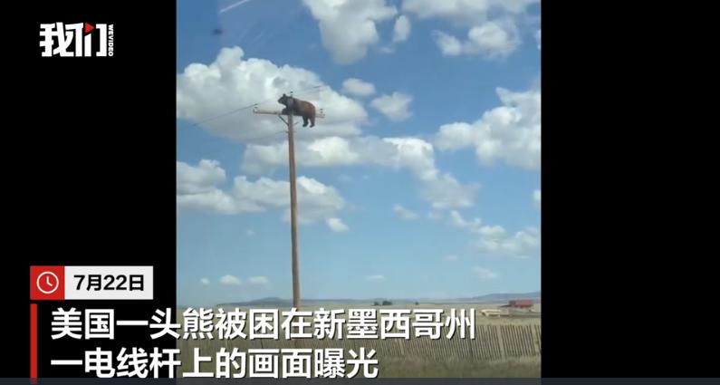 《意林》当年不是说，美国总统会为一只麻雀派战斗机吗？如今一头活生生的熊挂在电线杆