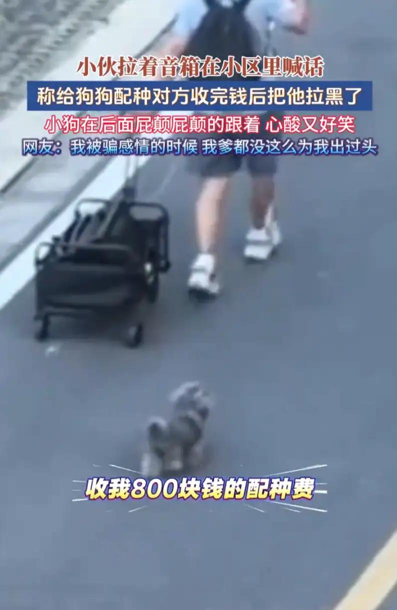 江苏，一男子花800块给自家狗狗配种，钱刚转完就被对方拉黑！男子一气之下拉着音响