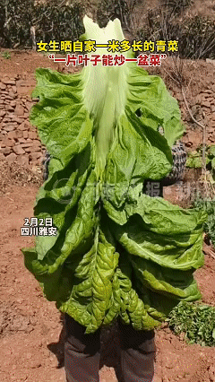 彻底解释不清了！近日四川雅安，这天上午女子跟母亲来地里收青菜，来了之后瞬间傻眼了