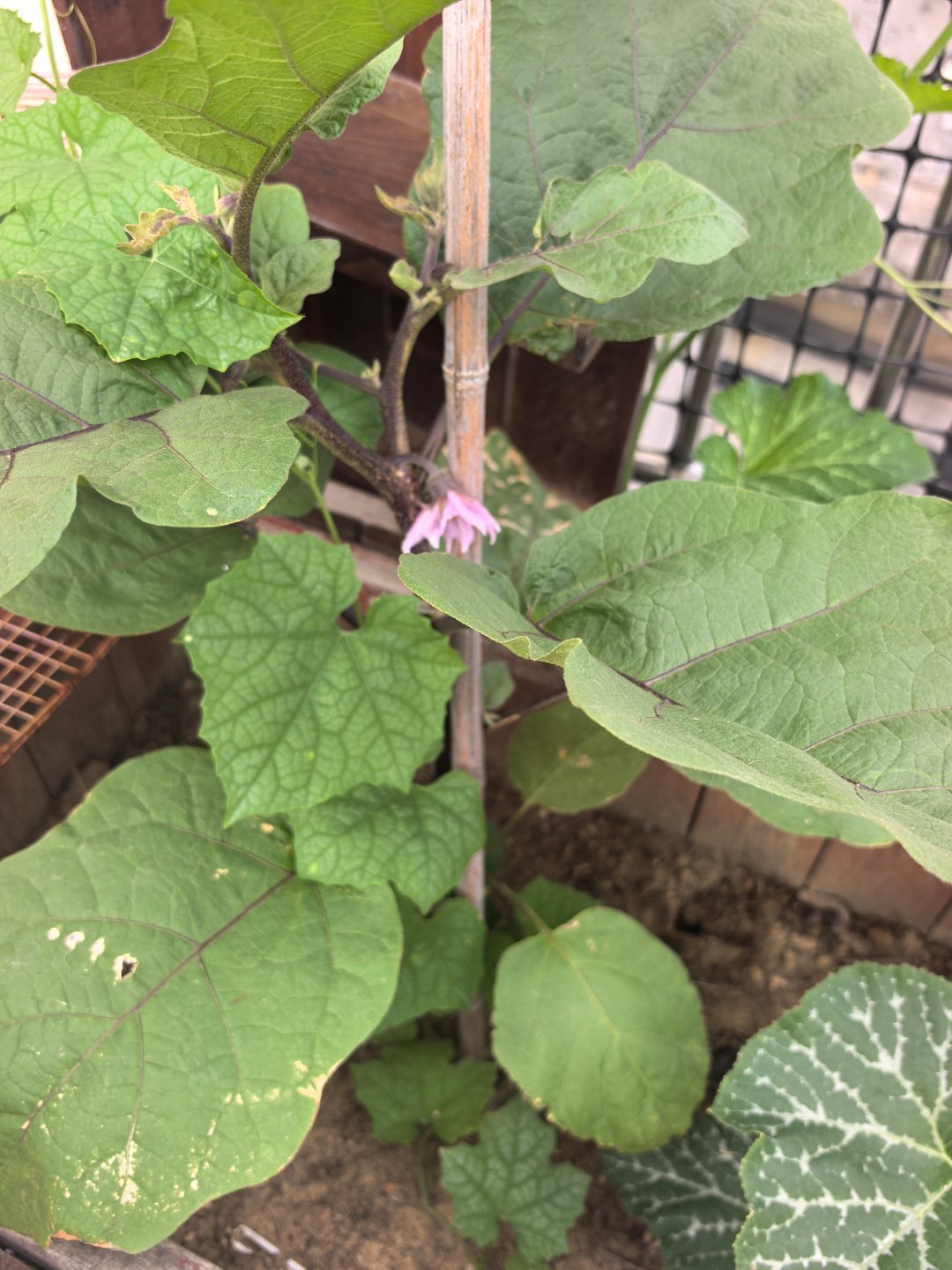 第一次种茄子，真好养，都没管过它