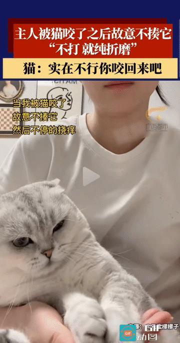 “笑不活了!”主人无意间被自家猫咪咬了之后，为了吓唬它，愣是与猫咪玩了一场持久的