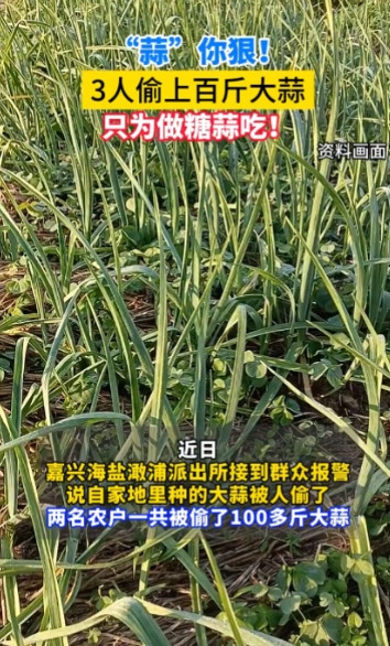 “太缺德了！”近日，浙江嘉兴，一村民家里种植的大蒜被诡异偷走，一夜之间就少了上百