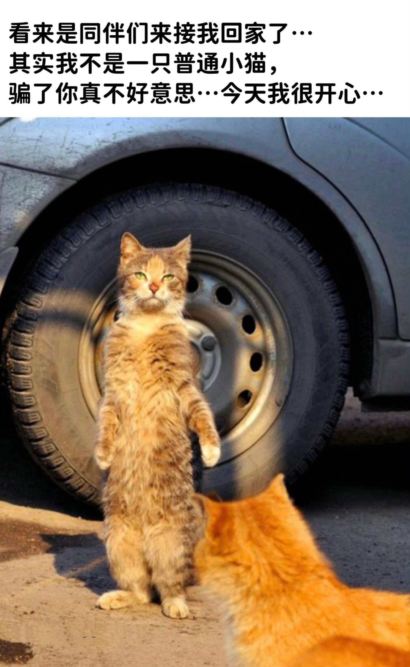 今日份的猫猫梗图🐾发光咪咪带我走🥺