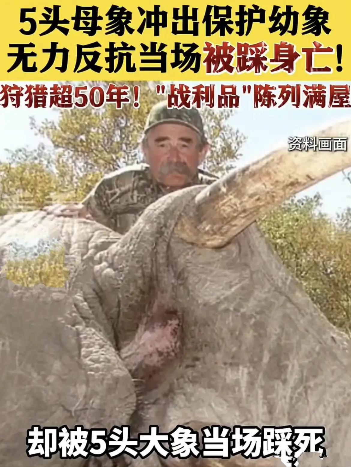 《冤有头，债有主》五十年的老猎手枪杀多少虎和牛数头大象齐上阵踩死人间大
