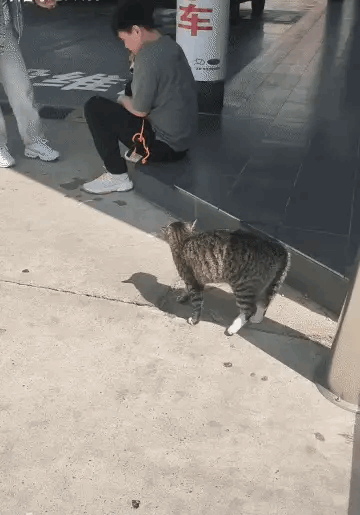 很明显，这猫咪就是在吃醋。