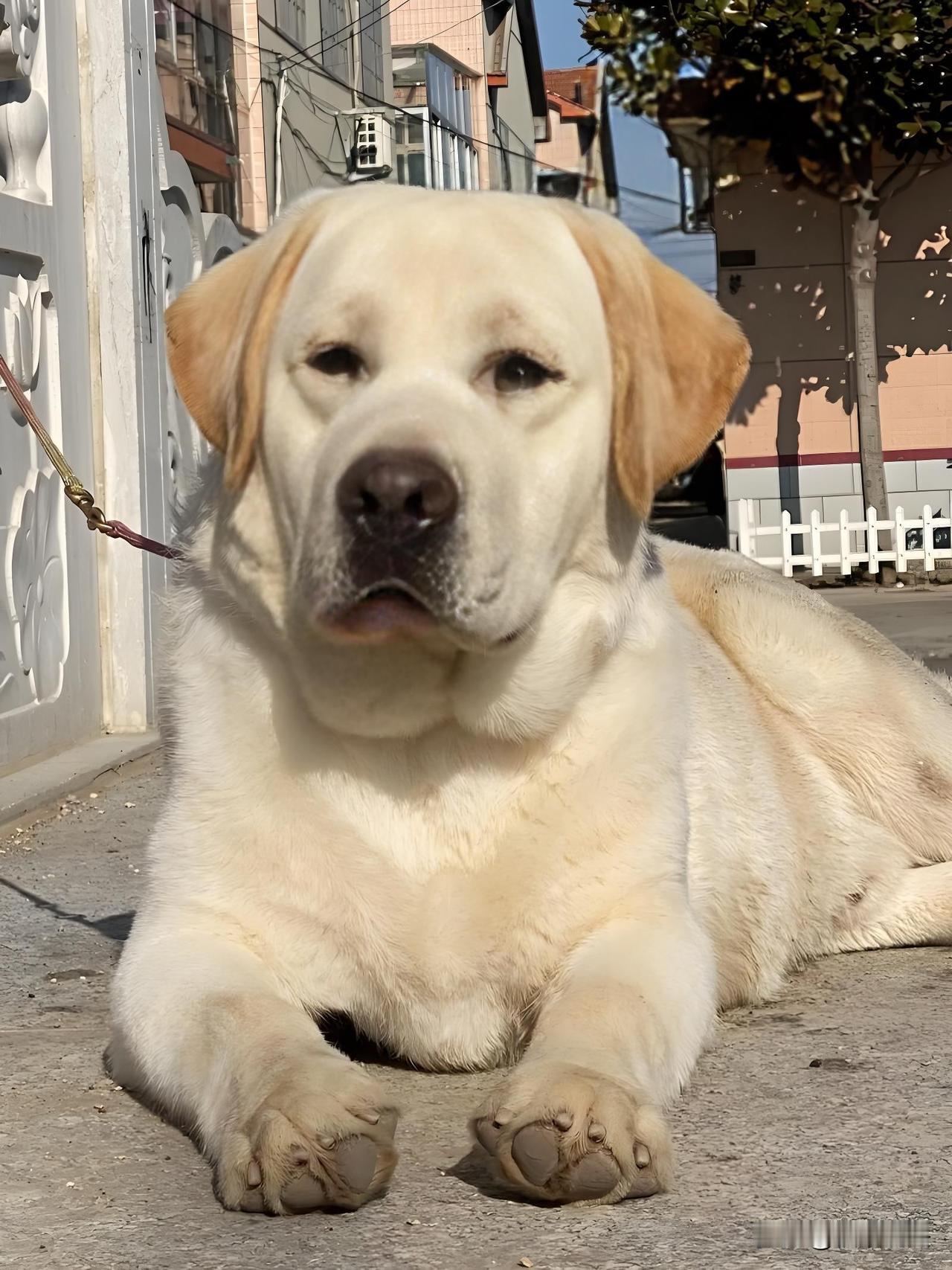 “手真欠啊！”广东阳江，男子跑一店门口，反复拍打、挑逗睡在三轮车里的拉布拉多犬，