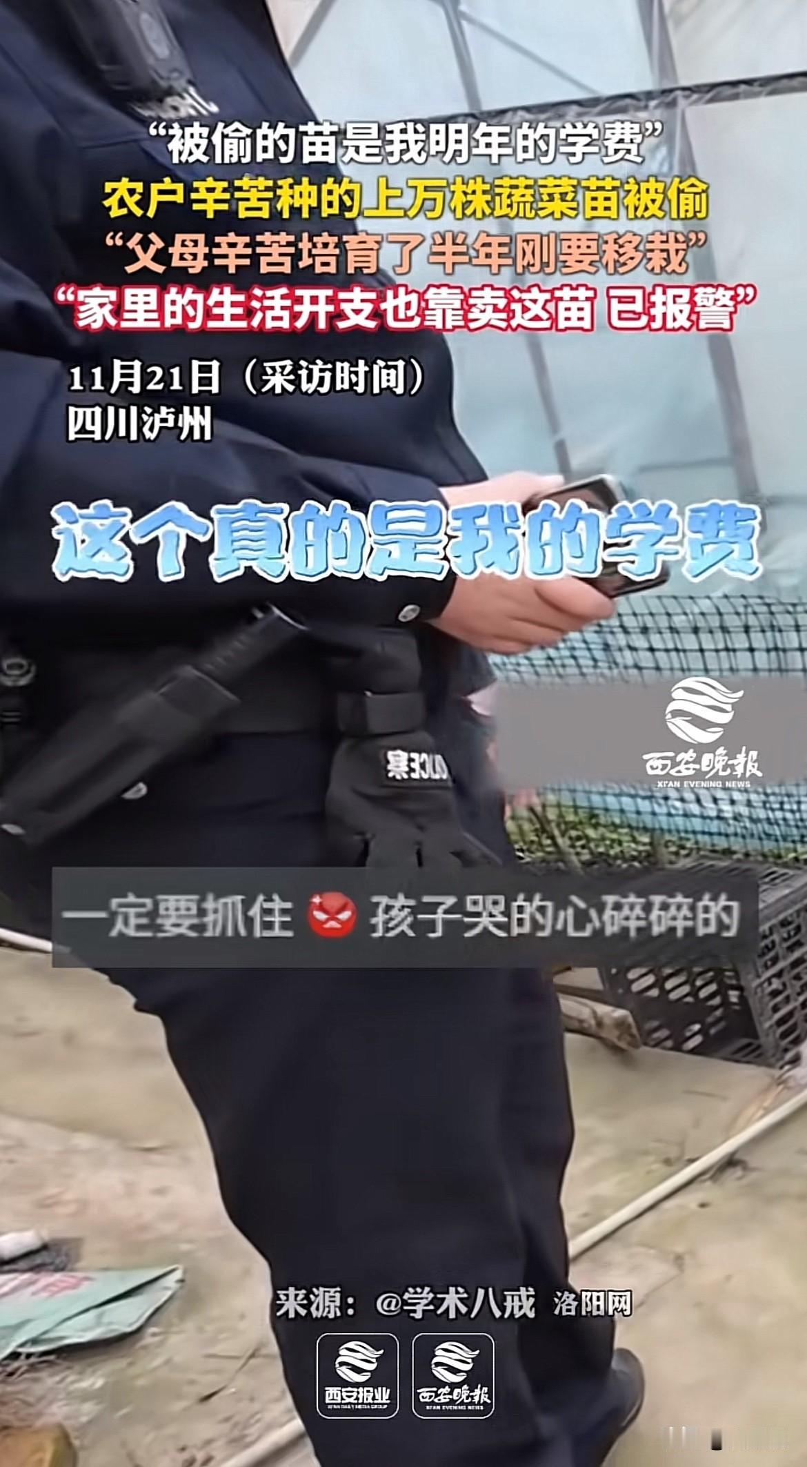 睡醒感觉天塌了！上万株蔬菜苗被一夜偷光，“这可是我明年的学费，还有家里的生活开支