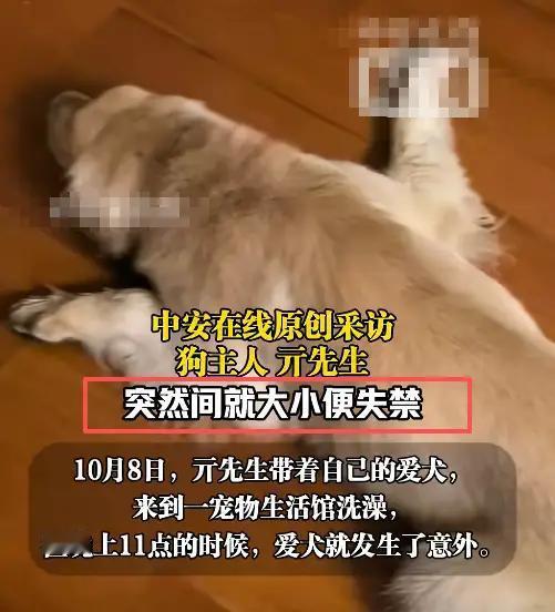 安徽合肥，一只金毛犬在宠物店洗澡后不幸死亡，监控曝光引发众怒，店员不仅多次打狗，