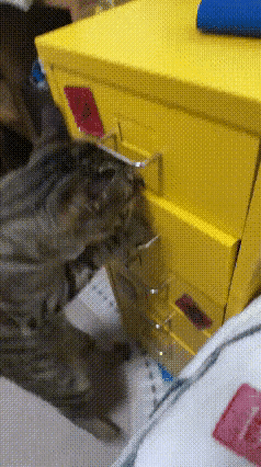 这两天因为感冒没有去投喂小区的一只流浪狸花猫，昨晚听到厨房有动静，开门一看没想到