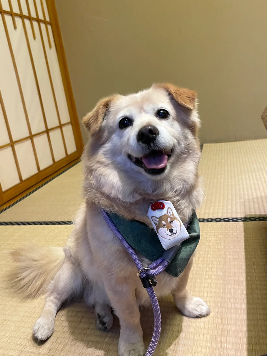 去浅草寺只干一件事｜给小猫小狗请御守🐕🐈