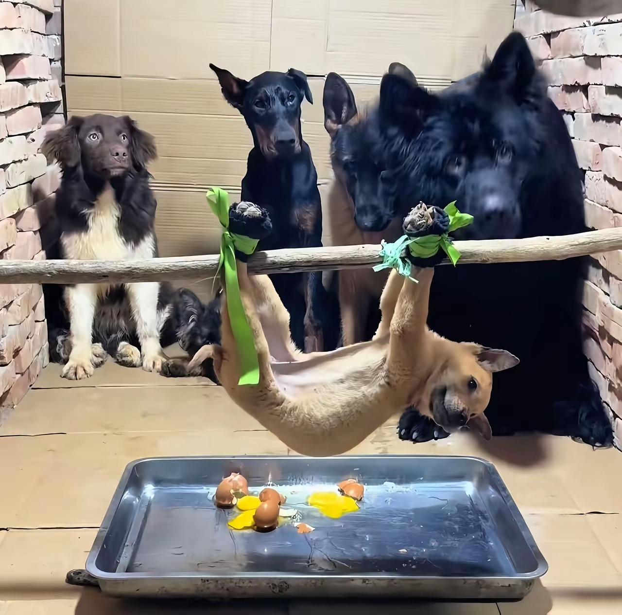 这是触犯了什么刑法？